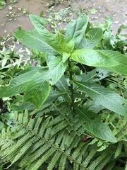 Hygrophila pogonocalyx