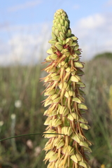 Orchis anthropophora