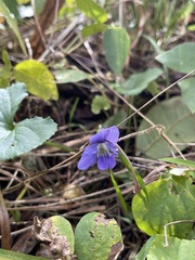 Viola sororia