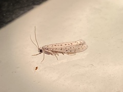 Yponomeuta multipunctella