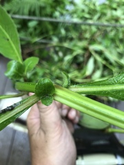 Hygrophila pogonocalyx