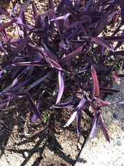 Tradescantia pallida