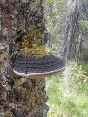 Phellinus nigricans