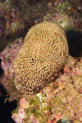 Cladocora caespitosa