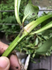 Hygrophila pogonocalyx