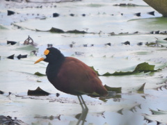 Jacana spinosa