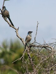 Aphelocoma coerulescens