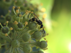Ancistrocerus