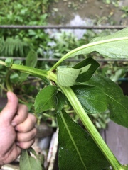 Hygrophila pogonocalyx