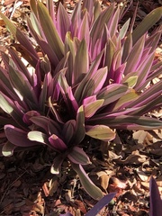 Tradescantia spathacea