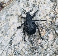 Curculionidae