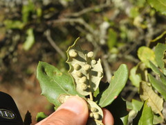 Dryomyia lichtensteinii