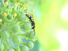 Ancistrocerus