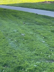 Sciurus carolinensis
