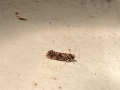 Amydria margoriella