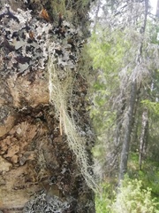 Usnea dasopoga