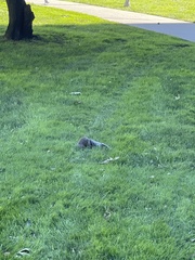 Sciurus carolinensis