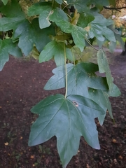 Acer campestre