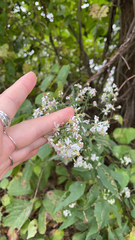 Symphyotrichum urophyllum