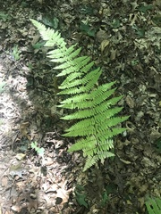 Amauropelta noveboracensis