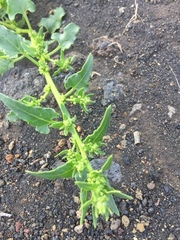 Patellifolia procumbens