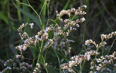 Limonium narbonense
