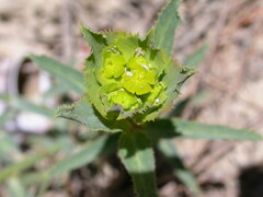 Euphorbia serrata