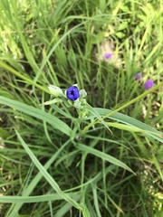 Tradescantia ohiensis