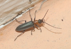 Oedemeridae