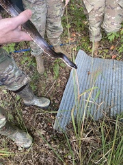 Pantherophis alleghaniensis