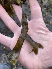 Fucus