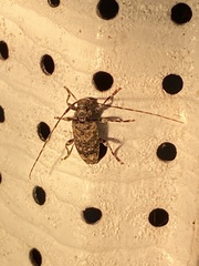 Astyleiopus variegatus