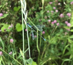 Ischnura pumilio