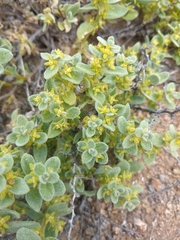 Tetragonia