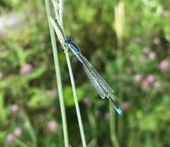 Ischnura pumilio