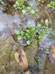 Nasturtium officinale