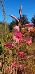 Watsonia
