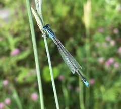 Ischnura pumilio
