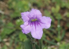 Ruellia ciliatiflora