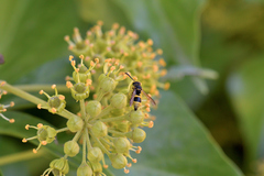 Ancistrocerus