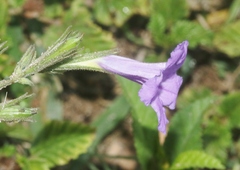 Ruellia ciliatiflora