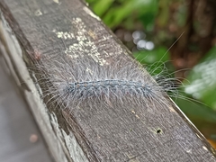 Chrysaeglia magnifica