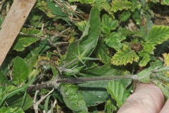 Ruellia ciliatiflora