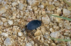 Eusattus reticulatus
