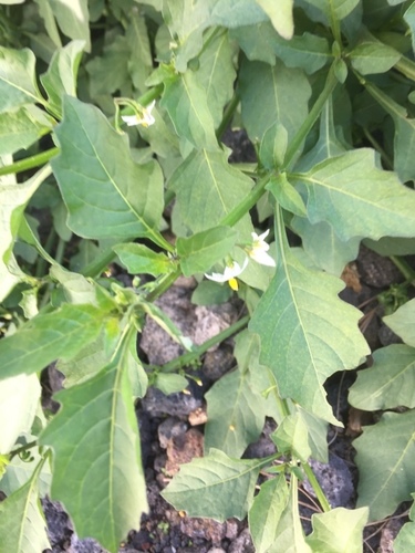 Solanum nigrum subsp. nigrum image