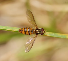 Episyrphus viridaureus
