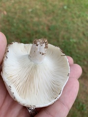 Russula brevipes acrior