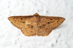 Striglina duplicifimbria