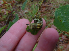 Limenitis archippus