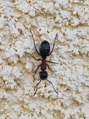 Camponotus